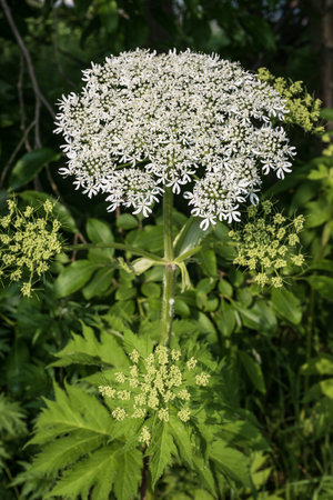 angelica forest blooms in the forest