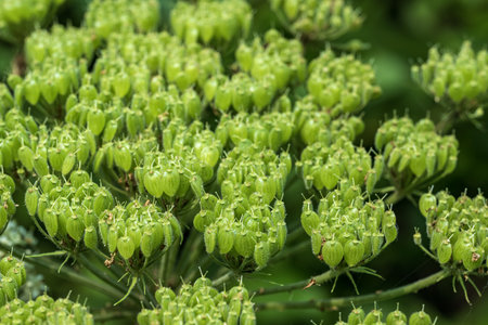 green seeds of umbrella inflorescences