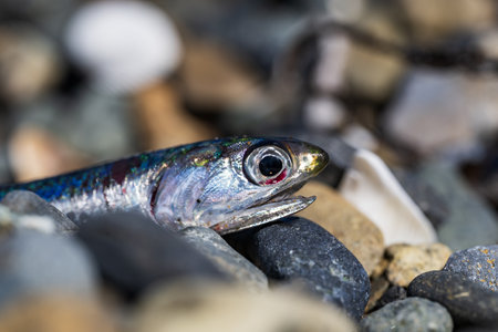 Close up view of the head of a sprat on a rocky beachの写真素材