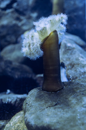 Coral in the aquarium. Underwater world. Underwater world.