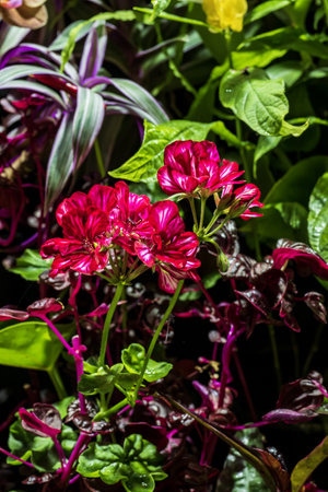 Red geranium flower with green leaves in the garden, stock photoの写真素材