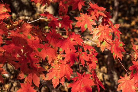Red maple leaves in the autumn forest. Seasonal natural background.の写真素材