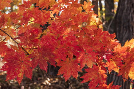 Maple leaves in the autumn forest. Autumn background. Selective focusの写真素材