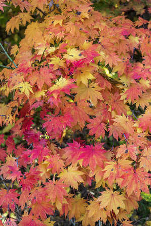 Autumn maple leaves background. Colorful autumn maple leaves background.の写真素材