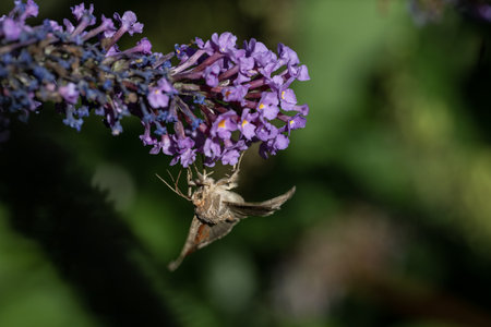 Butterfly on a purple butterfly bush with flowers in the backgroundの写真素材