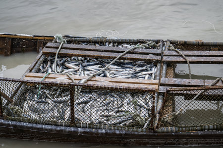 herring fishingの写真素材
