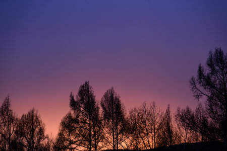 Trees silhouetted against a purple sky at sunsetの写真素材