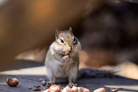 Chipmunk eating peanuts in a parkの写真素材