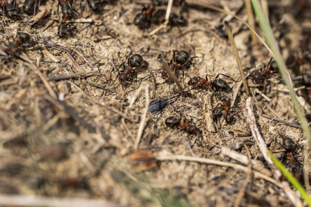 ants on the ground in nature. macro photo with shallow depth of fieldの写真素材