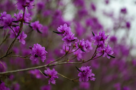 Purple rhododendron flowers in the spring garden.の写真素材