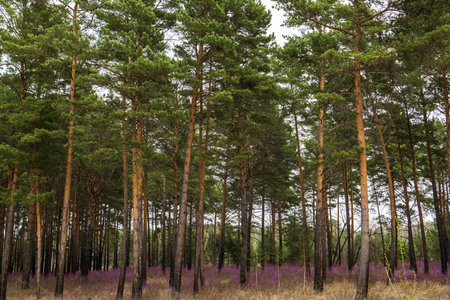 Purple rosemary flowers in the forestの写真素材