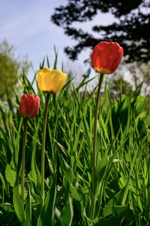Three red and yellow tulips on the background of green grass.の写真素材