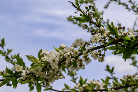 Blossoming branch of cherry tree with white flowers on a background of blue skyの写真素材