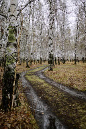 road in the autumn birch forestの写真素材