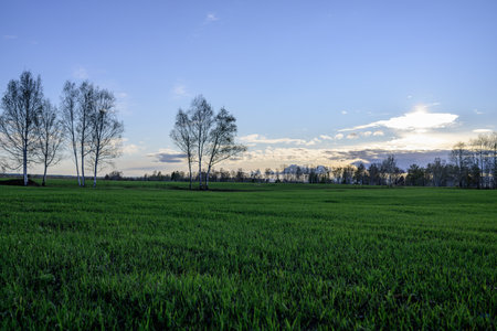 Sunset over a field with trees and grass in the foreground.