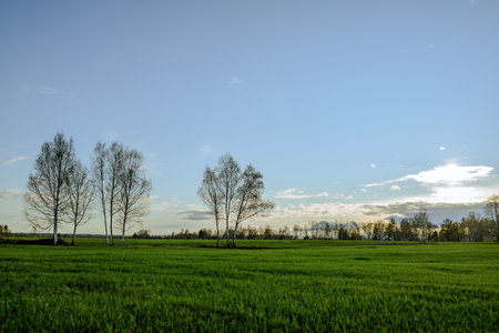Landscape of green field with trees and blue sky in the morningの写真素材