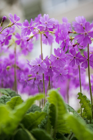 Purple flowers of Primula veris in the garden. Selective focusの写真素材