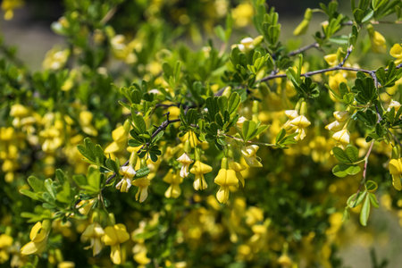 Close up of yellow acacia flowers on a bush in spring.の写真素材
