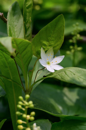 White flower on a green leaf in the garden. Shallow depth of fieldの写真素材