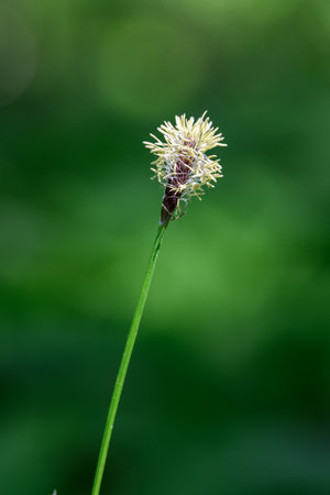 Close up of a green grass flower on a blurred green background.