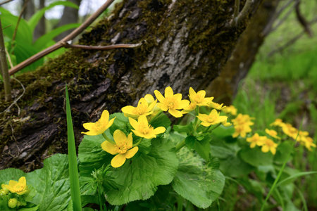 Marsh Marigold (Caltha palustris) growing in the forestの写真素材