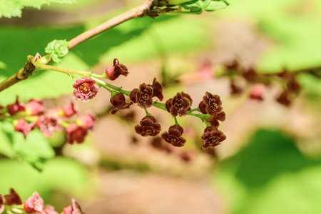 Flowering red current in the garden. Shallow depth of fieldの写真素材