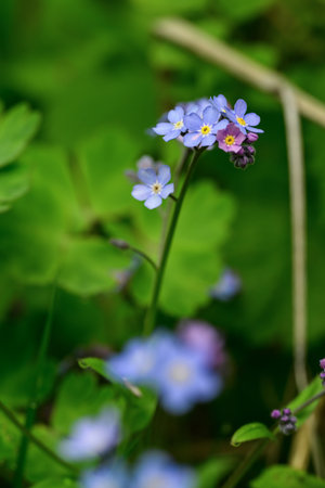 Forget-me-nots (Myosotis)の写真素材