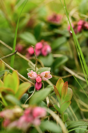 Wild lingonberries bloom in the forestの写真素材