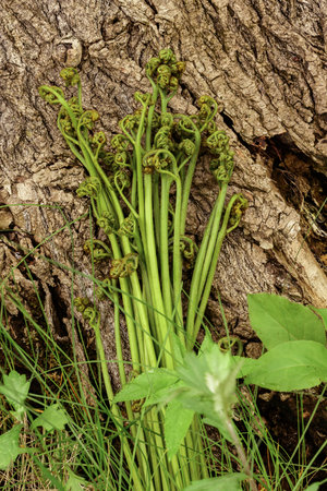 Bunch of young ferns on the bark of a treeの写真素材