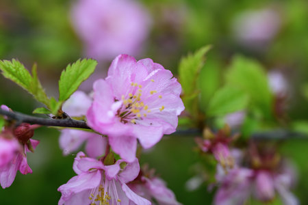 cherry blossom in spring, close-up of pink flowersの写真素材