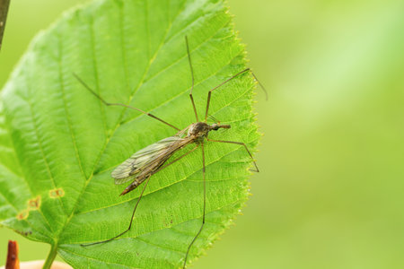 a long-legged mosquito on a leafの写真素材