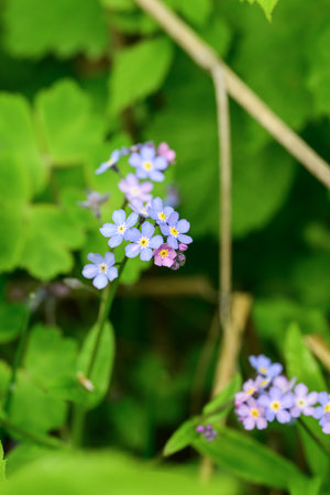 Forget-me-not flowers blooming in the forest.の写真素材