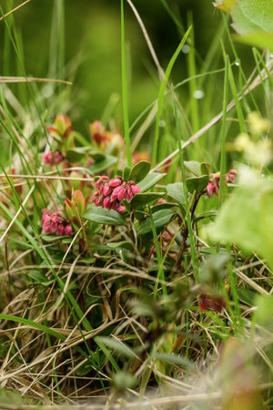 Wild lingonberries bloom in the forestの写真素材