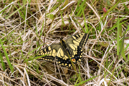 Butterfly Papilio machaon on the grass.の写真素材