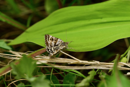 Butterfly on the leaf in the garden. Shallow depth of fieldの写真素材