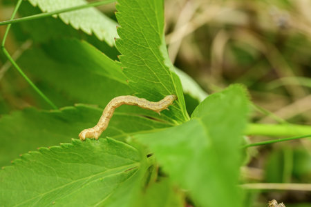 Caterpillar on a green leaf in the forest, closeup of photoの写真素材