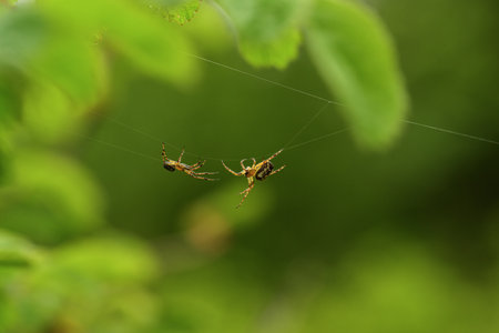 two Spiders on a web in the forest, closeup of photoの写真素材