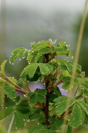 Water droplets on the leaves of a bush with dew dropsの写真素材