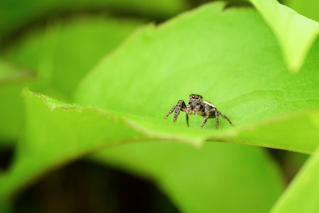 jumping spider on green leaf in nature or in the garden.の写真素材
