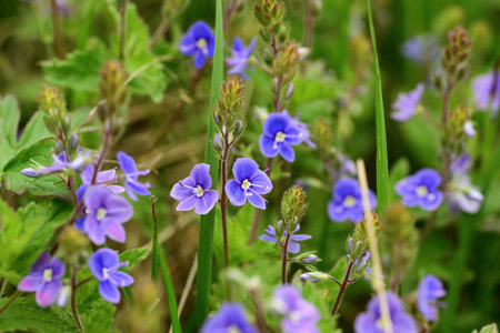 Close-up of small blue flowers on the background of green grassの写真素材