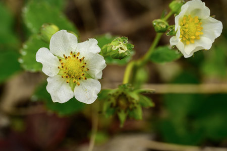 Strawberry flowers in the garden, close-up, selective focusの写真素材