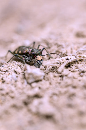 Macro shot of a small beetle on the ground. Shallow depth of fieldの写真素材