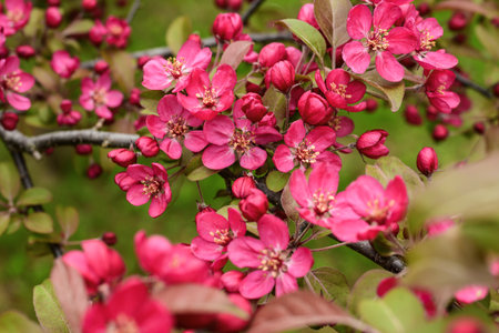 Pink flowers on a branch of a blossoming apple tree in springの写真素材