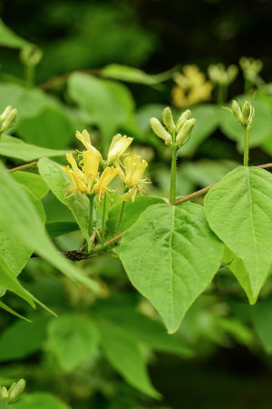 Yellow flowers of honeysuckle (Hedera helix)の写真素材