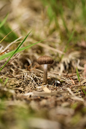 Mushroom in the grass. Shallow depth of field.の写真素材