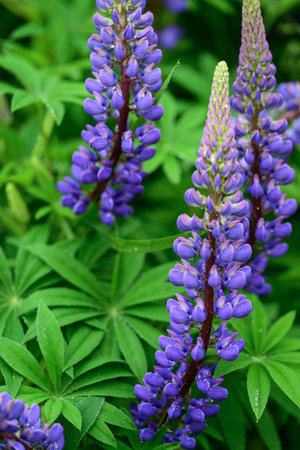 Purple lupine flowers on a background of green leaves.の写真素材