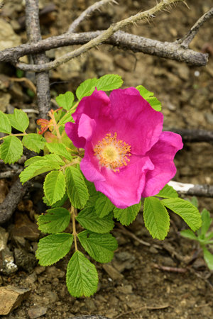 Pink rosehip with green leavesの写真素材