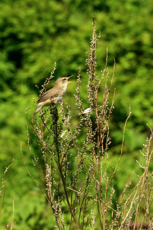 Eurasian Wren (Locustella naevia) perched on a branchの写真素材