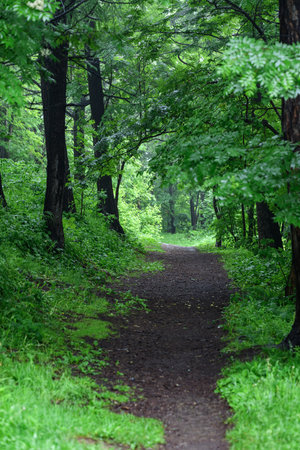 Path in the green forest with trees on both sides of the roadの写真素材