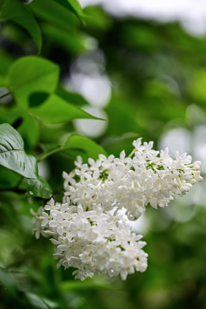 Branch of white lilac flowers on a background of green leavesの写真素材